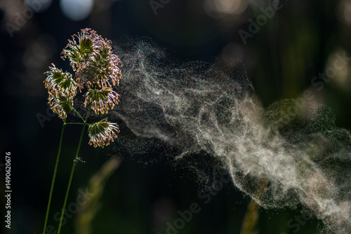 Photos Grass pollen in the air. Hay fever. Seasonal allergy problem.