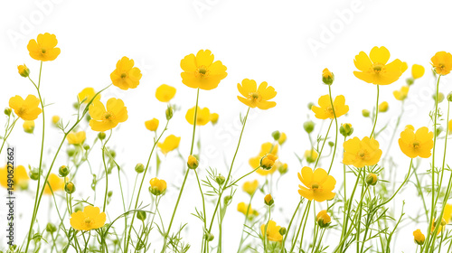 A vibrant display of yellow wildflowers swaying gently in the breeze against a bright white background.