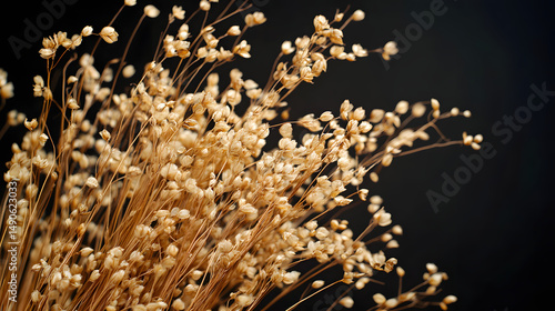 Delicate dried flaxseed flowers against a dark background, showcasing nature's beauty in an elegant arrangement.