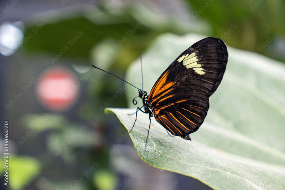 Obraz premium Exotic colorful butterfly resting on a leaf of a tropical plant. Detail of a butterfly with orange-black wings. Beautiful large butterfly.