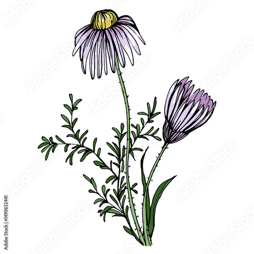 Aesthetic flowers daisies, chamomile isolated on white background