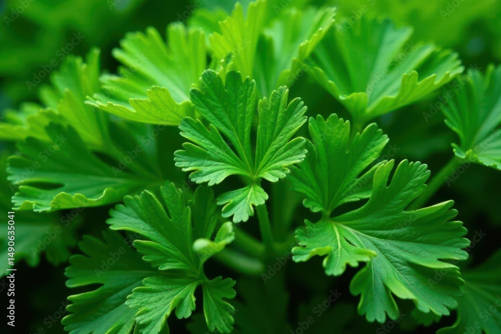 Close-up of parsley leaves forming a unique pattern , parsley, spring Close-up of parsley leaves forming a unique pattern , parsley, spring