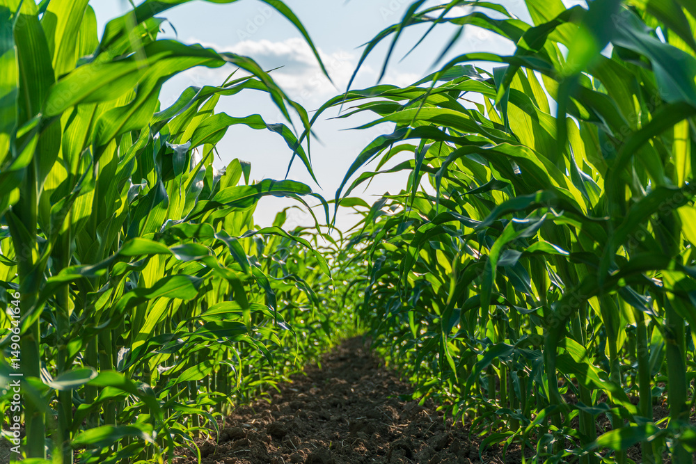 Obraz premium Rows of young corn sprouts reach for sunlight in a well-tended agricultural field, showcasing vibrant green leaves and healthy growth