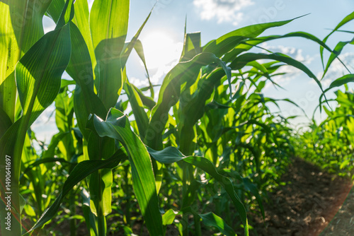 Tableau sur toile Bright green corn sprout emerges in a rural field as sunlight filters through th