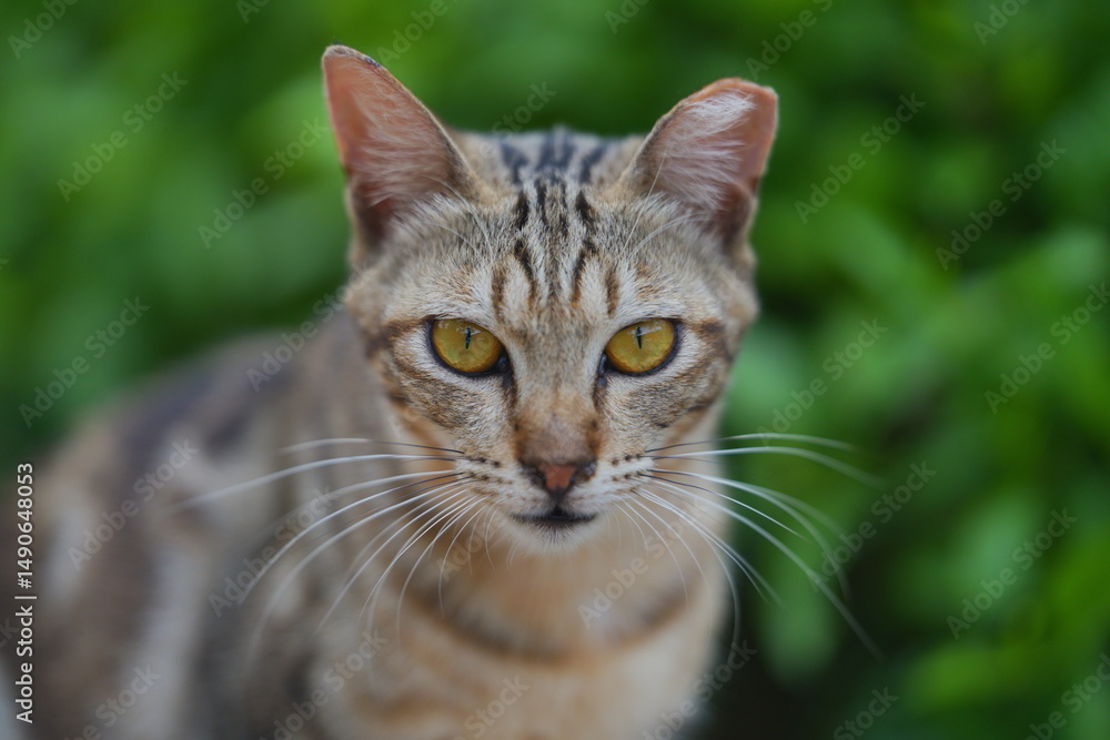 Fototapeta premium close up of a cat