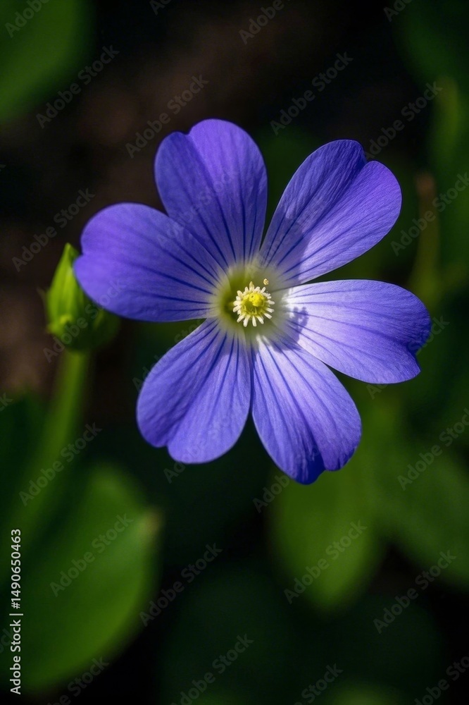 there is a blue flower that is growing in the grass there is a blue flower that is growing in the grass