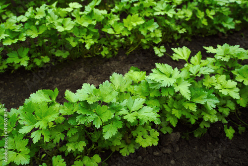 Young spring parsley growing in a greenhouse. Background from growing parsley, close-up. Parsley leaves in the inter-row for publication, design, poster, calendar, screensaver, wallpaper, cover, websi