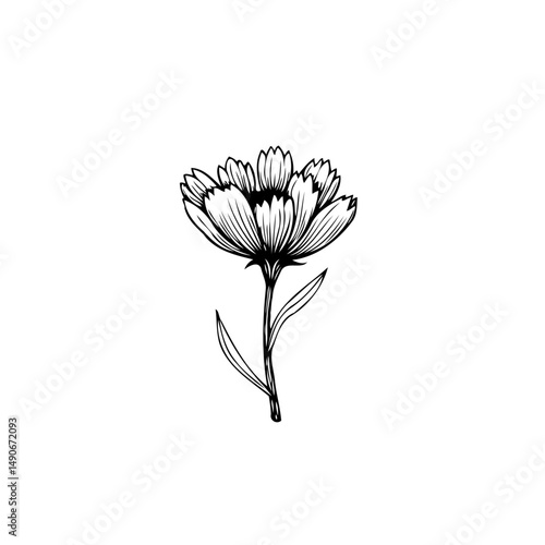 Elegant floral drawing showcasing botanical simplicity and graceful minimalism