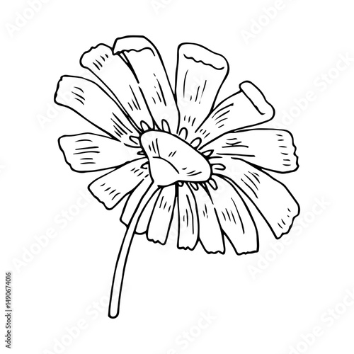 Chamomile flower drawing. Hand drawn botanical element. Chamomile flower turned away from viewer. Sketch line daisy blooming floral. Vector engraved illustration isolated on transparency background.