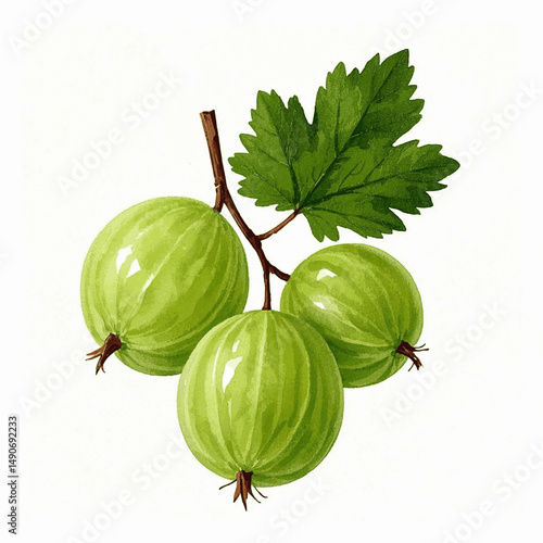  Jade Dewdrops Glow gooseberries isolated watercolor vector illustration svg