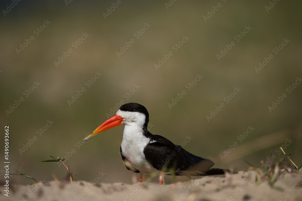 Obraz premium red billed hornbill