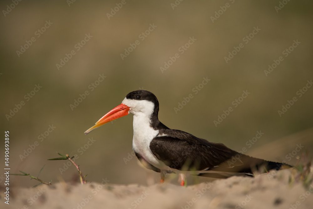 Obraz premium red billed stork
