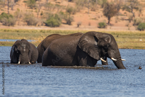 Canvas Print elephants crossing the river