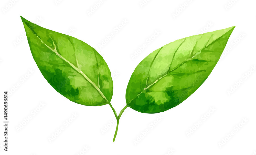 Fototapeta premium Dwa zielone liście ilustracja 