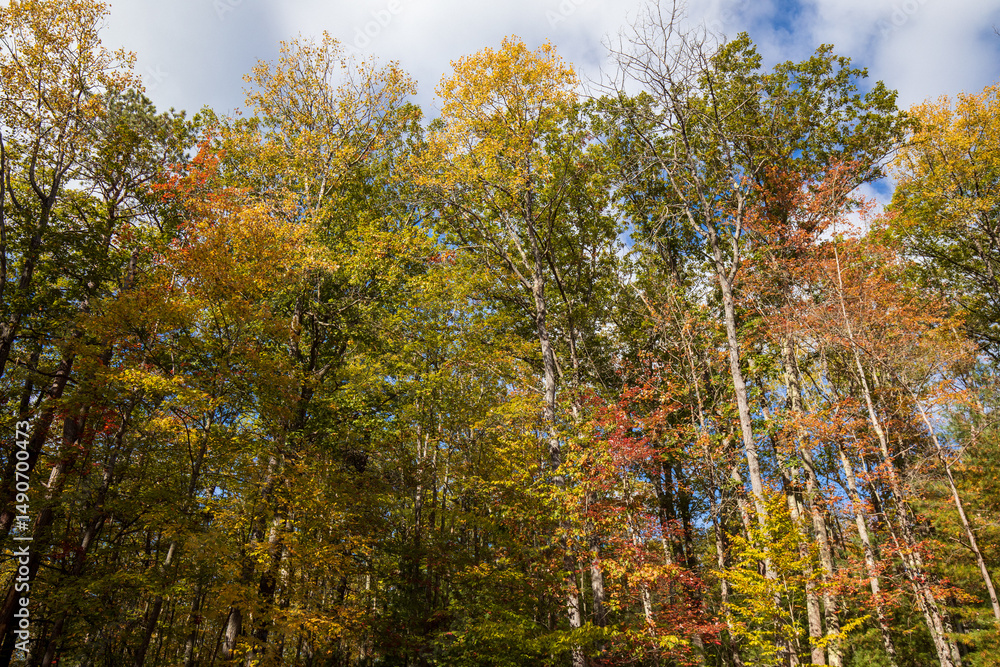 custom made wallpaper toronto digitalFall foliage at Leonard Harrison State Park. Pine Creek Gorge, the Grand Canyon of Pennsylvania.