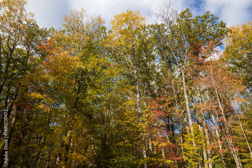 Wallpaper Mural Fall foliage at Leonard Harrison State Park. Pine Creek Gorge, the Grand Canyon of Pennsylvania. Torontodigital.ca