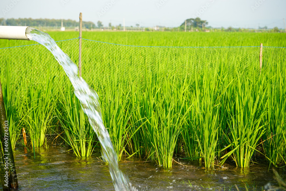 Obraz premium Irrigation of rice fields using pump wells with the technique of pumping water from the ground to flow into the rice fields. The pumping station where water is pumped from a irrigation canal. 