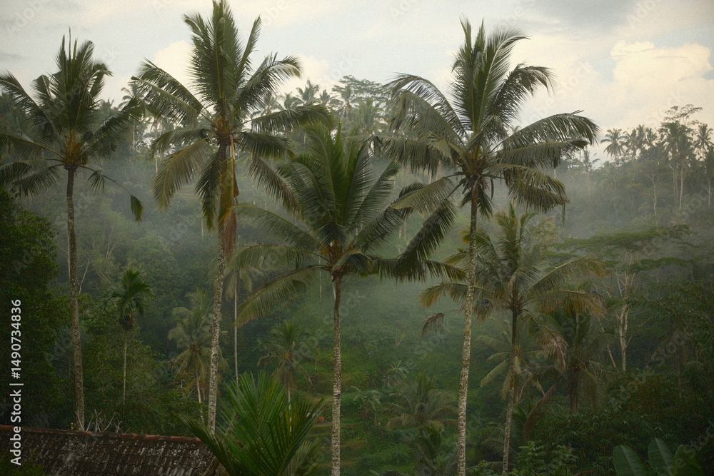 Fototapeta premium A misty morning in a tropical rainforest with tall coconut palm trees