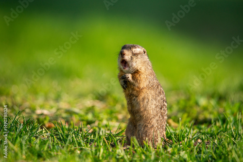 The speckled gopher crawled out of his hole in the morning and yawned, waking up