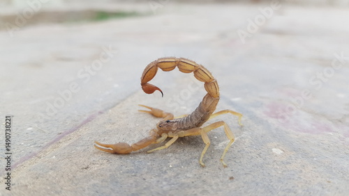 Alert Brown Scorpion with Curved Tail and Stinger on Paved Ground