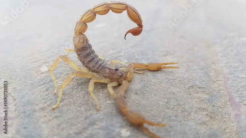 Closeup Brown Scorpion with Arched Tail and Stinger on Rocky Ground