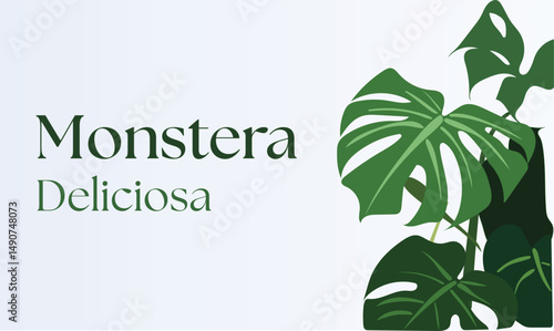 Monstera Deliciosa plant lush, tropical foliage with unique perforated leaves. Perfect for botanical-themed designs, interior decor prints, branding projects, packaging, websites, social media graphic