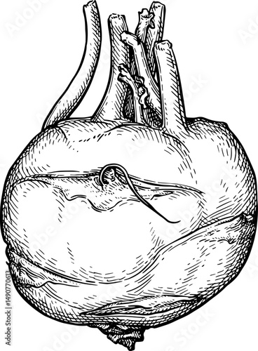 Kohlrabi ink sketch