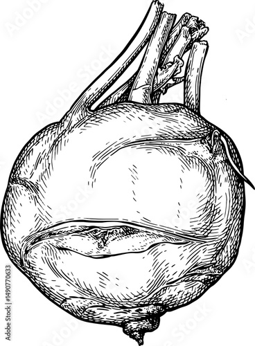 Kohlrabi ink sketch