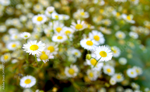 Wildflowers in the meadow. Colorful photo. Close-up of daisies. Soft bokeh. Selective focus. Postcard. Wallpaper. Poster. Greeting