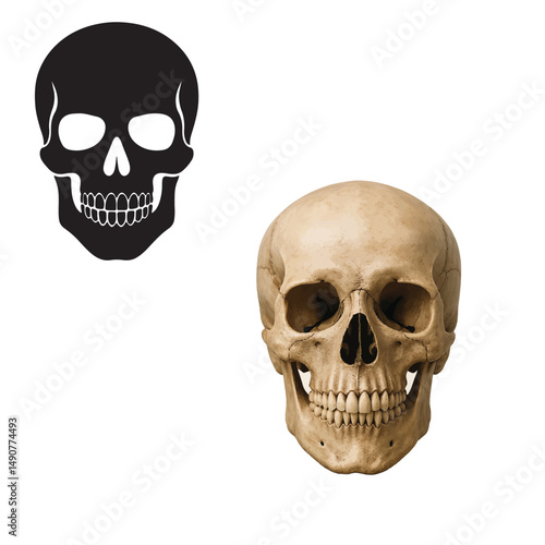 skull and crossbones with white background