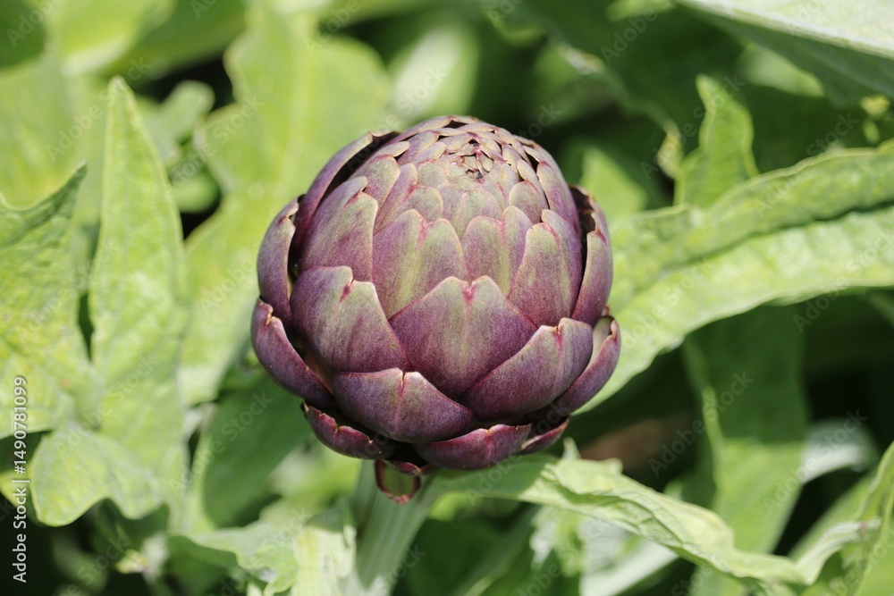 Fototapeta premium Artichaut