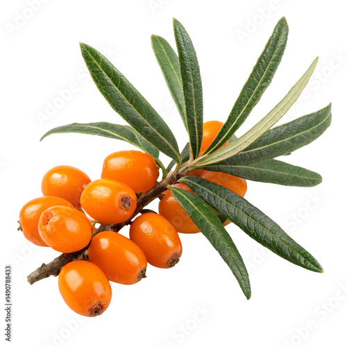 branch of rowan