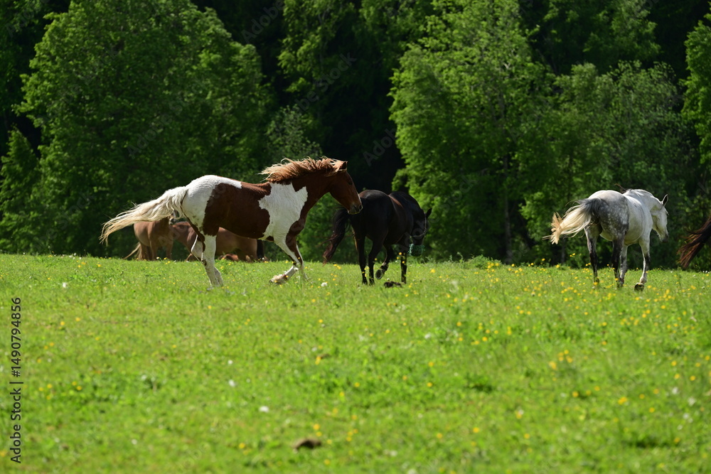 Pferdeparadies, geschecktes Curly horse galoppiert über die Koppel Pferdeparadies, geschecktes Curly horse galoppiert über die Koppel