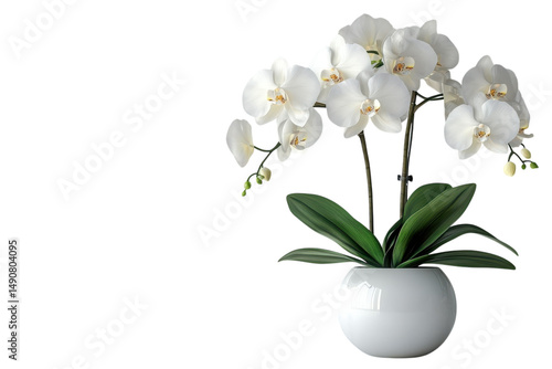 A pristine white orchid bursts isolated on transparent background