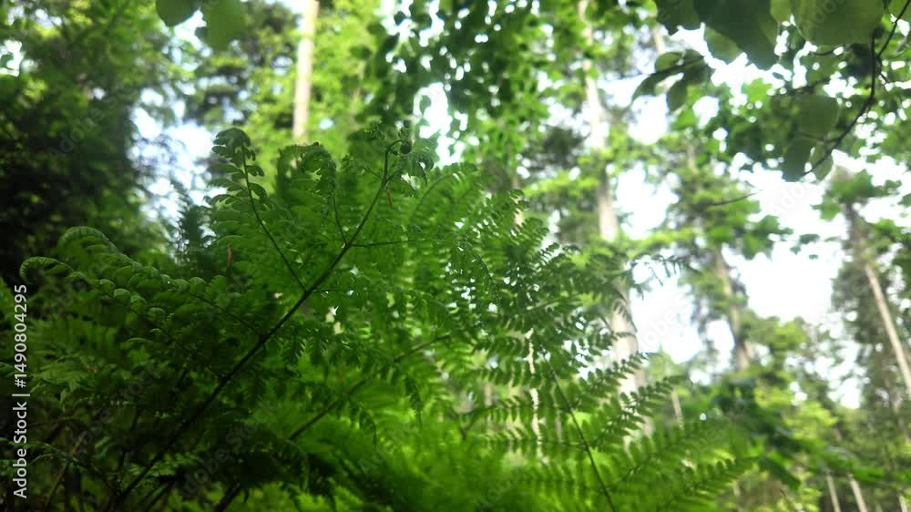 Dance of Ferns in the Forest Wind Dance of Ferns in the Forest Wind