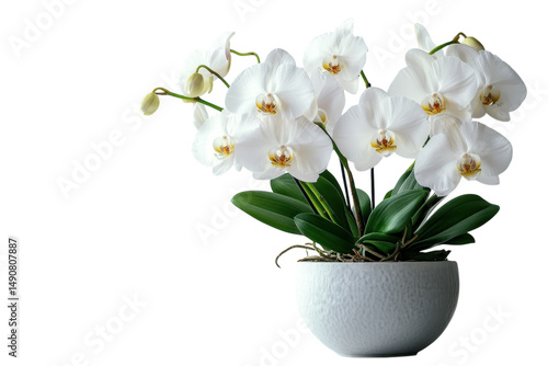 A serene white orchid blooming gracefully from a textured pot isolated on transparent background