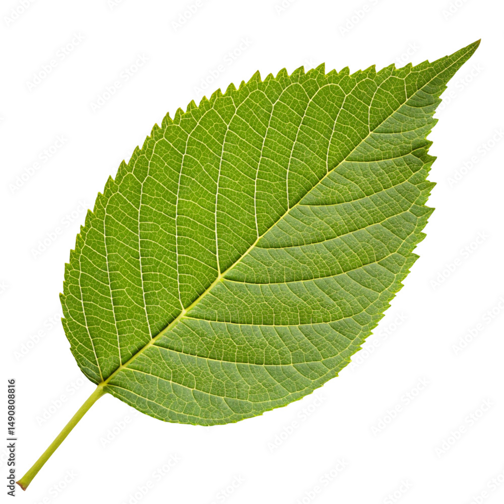 green leaf on white background green leaf on white background