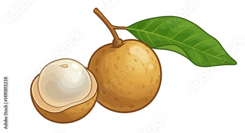 Cartoon Longan Fruit with Leaf and HalfCut Showing White Flesh