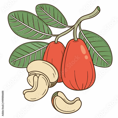 Fresh Cashew Fruit and Nuts on Branch with Leaves Healthy Snack Food Illustration