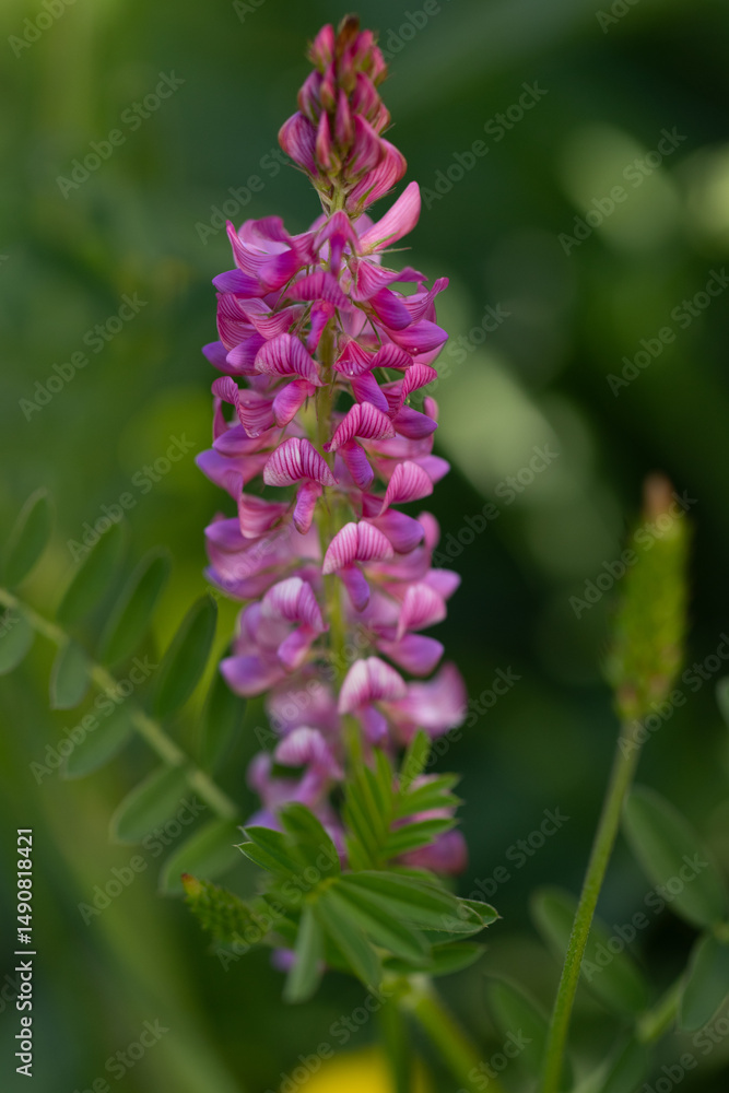Obraz premium Blüte der Saat-Esparsette (Onobrychis viciifolia)
