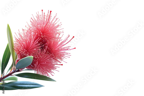 Captivating Bottlebrush blossom symbolizing resilience and unique beauty glowing with soft on transparent background
