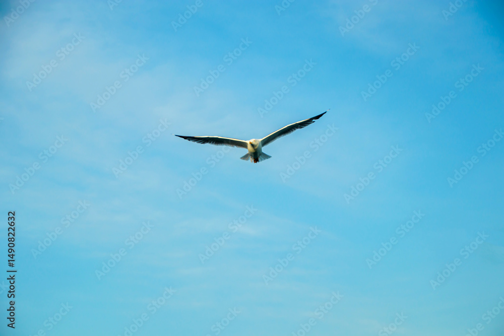 Fototapeta premium seagull in the blue sky