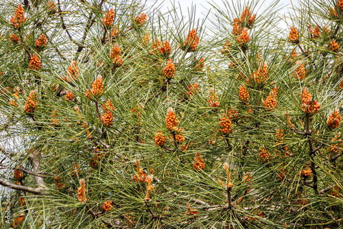 red pine seeds and leaves