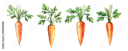 Watercolor carrot set png. Orange carrot with green stem and leaves watercolor. Vegetable growing concept. Organic farm products. Vector illustration.