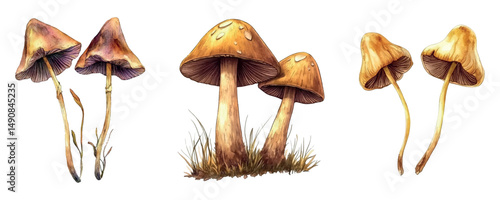 Watercolor set of forest mushrooms png. Watercolor toadstool mushrooms on isolated background. Concept of forest romlin tp mushrooms. Vector illustration.