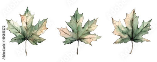 Watercolor maple leaves set. Watercolor autumn maple leaves in green tones. Concept of autumn, leaf fall, etc. Watercolor autumn elements. Vector illustration.