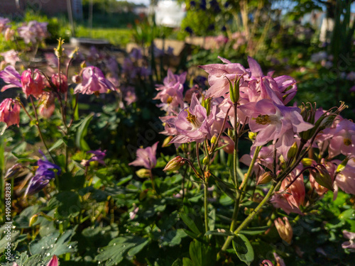 A bunch of pink and purple flowers in a garden