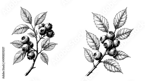 Black ink sketch of blueberry branch with leaves and berries  