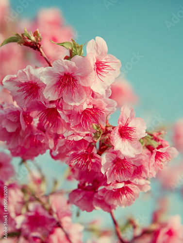 Japanese retro graphic of cherry blossoms, grainy texture, vintage feel and colour