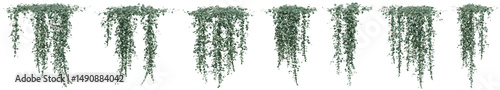 Dichondra microcalyx plant, Ivy or vine for decorate wall, pillar and fence with isolated on transparent background. png file, 3d rendering illustration, clip art and cut out